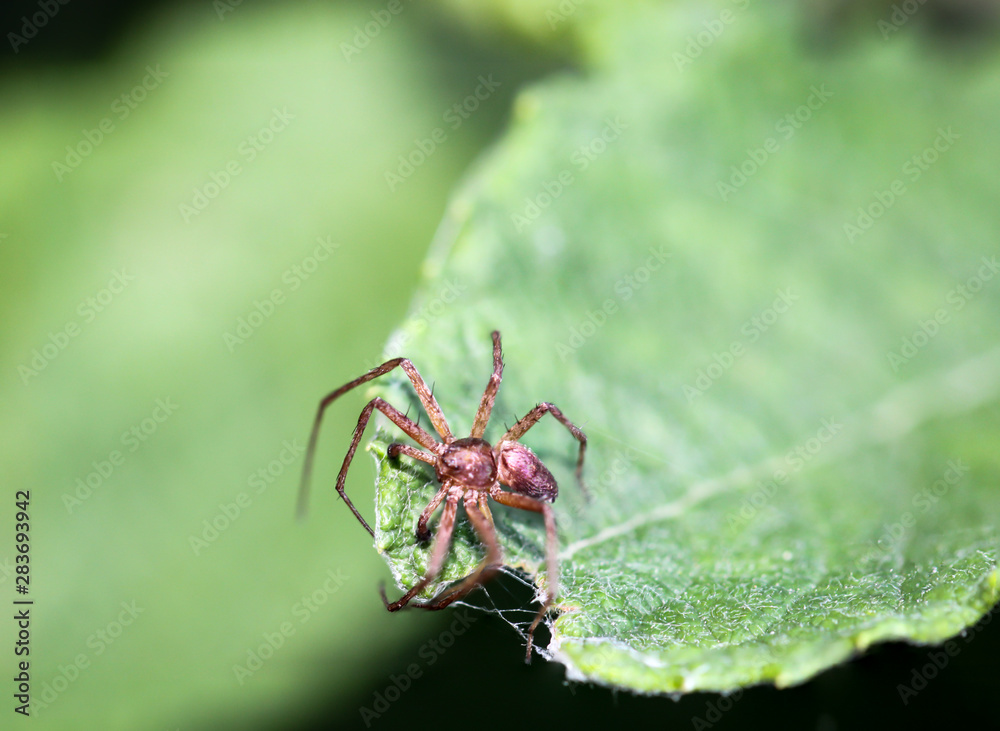 Spinne auf einem Blatt Spinne auf einem Blatt