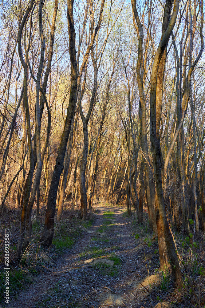 Path in the forest among willow trees in early spring Path in the forest among willow trees in early spring