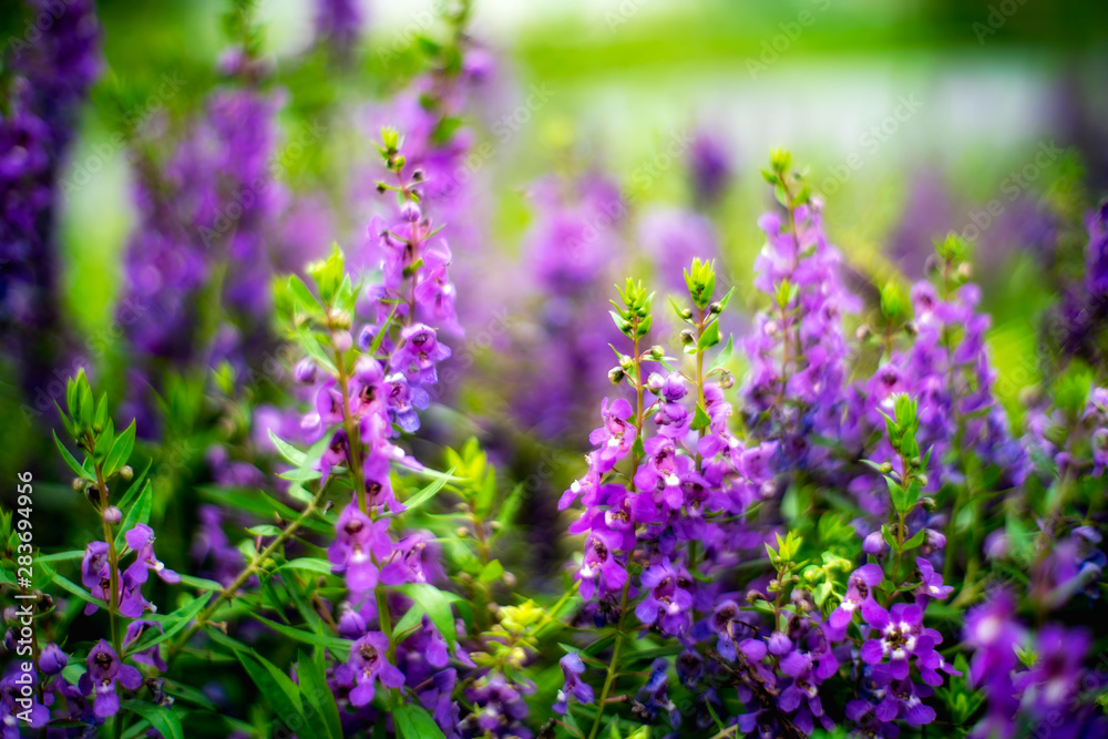 the Purple Lupinus fields in green fields the Purple Lupinus fields in green fields
