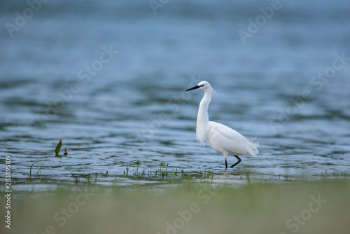 Little egret, in the water near the shore of the river © Adi