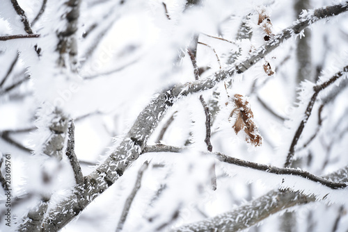 Tree branches in fluffy hoarfrost. Natural natural winter background. © Ann Stryzhekin
