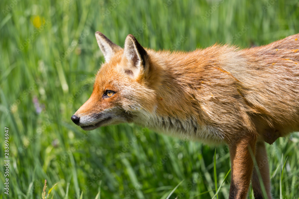 side view red fox (vulpes) walking through green grass Stock Photo | Adobe  Stock