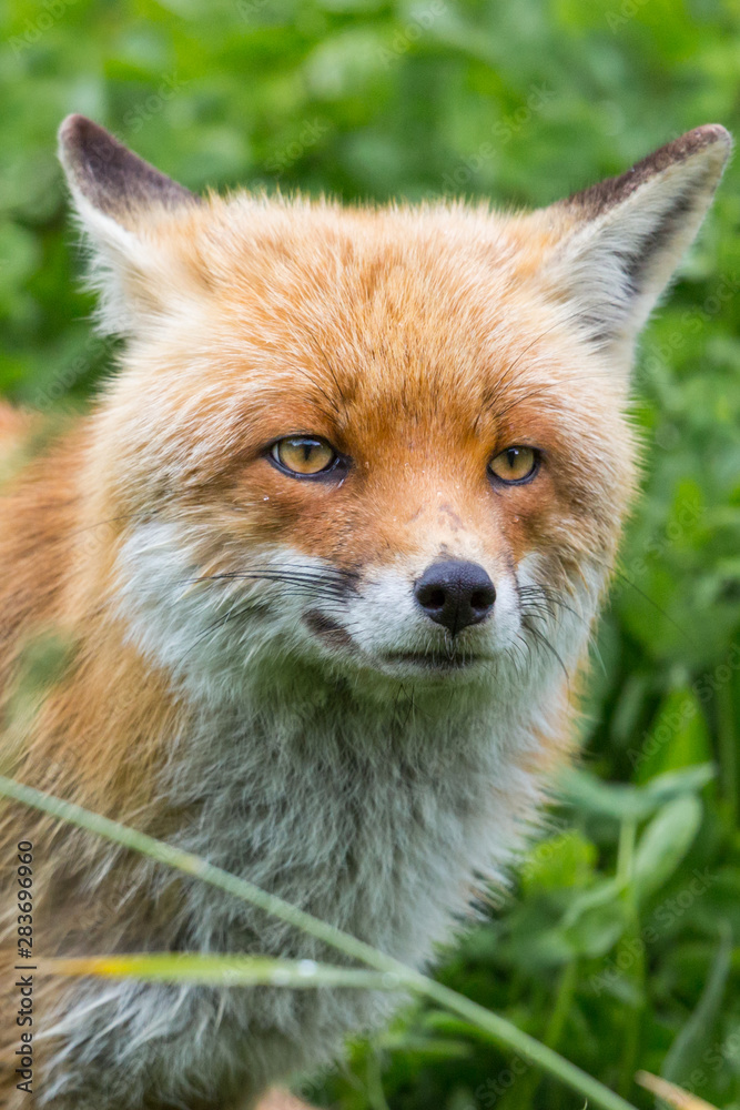 closeup red fox (vulpes) standing in green meadow closeup red fox (vulpes) standing in green meadow