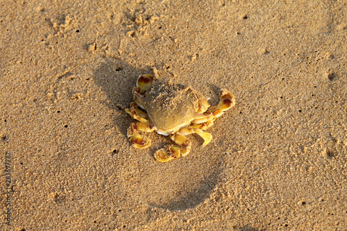 merine crab