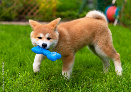 Young akita puppy in the garden