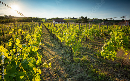 Nice vineyard in the morning