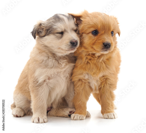 Two cute puppies.