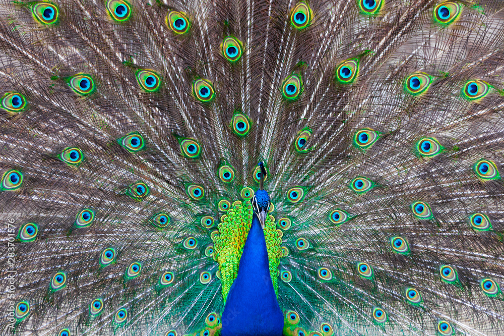 Fototapeta premium Blau schimmernder männlicher Pfau mit offenem Federkleid von vorne