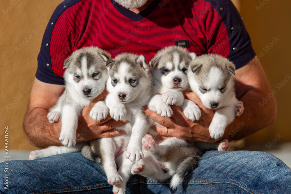Four puppies Siberian Husky. Litter dogs in the hands of the breeder. Little puppies. - obrazy, fototapety, plakaty 