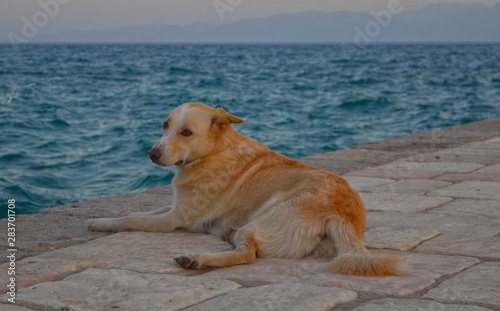 Fototapeta Naklejka Na Ścianę i Meble -  Golden Retriever by the sea