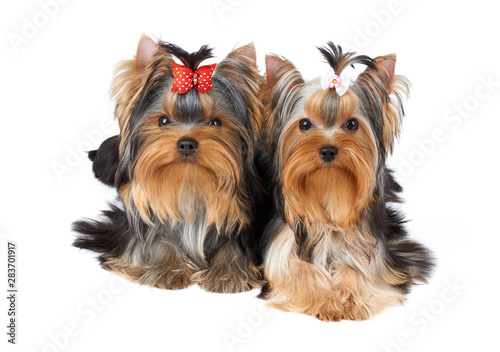 Two cute dogs