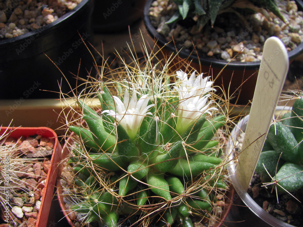 Mammillaria Camptotricha" Images  Browse 2 Stock Photos, Vectors, and  Video | Adobe Stock