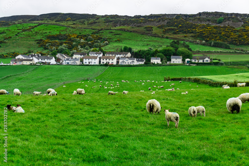 Fototapeta premium Flock of sheep grazing along Irish coastline, ballintoy