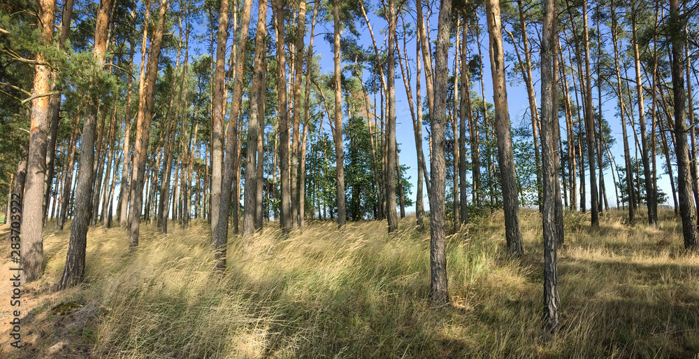 Splendid pine forest panoramic image - pine trees and high grass lit by warm evening light (huge resolution file) Splendid pine forest panoramic image - pine trees and high grass lit by warm evening light (huge resolution file)