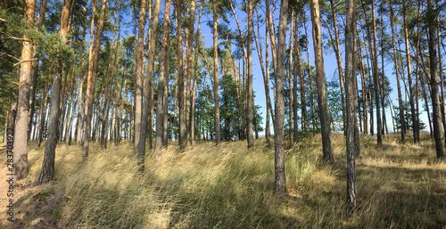 Splendid pine forest panoramic image - pine trees and high grass lit by warm evening light  huge resolution file 