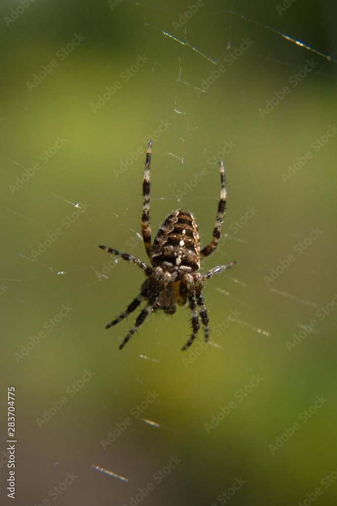 Close-up of a female European garden cross spider (Araneus diadematus) in the web Close-up of a female European garden cross spider (Araneus diadematus) in the web