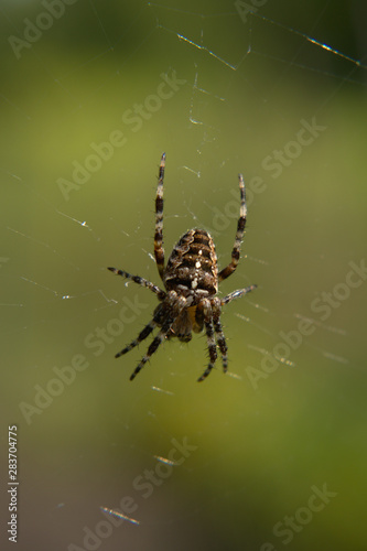 Close-up of a female European garden cross spider (Araneus diadematus) in the web