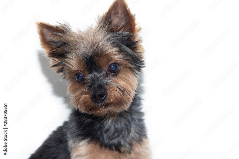 Yorkshire Terrier dog on a white background. Little dog isolated on a white background. Sheared dog. A pet. Yorkshire Terrier dog on a white background. Little dog isolated on a white background. Sheared dog. A pet.