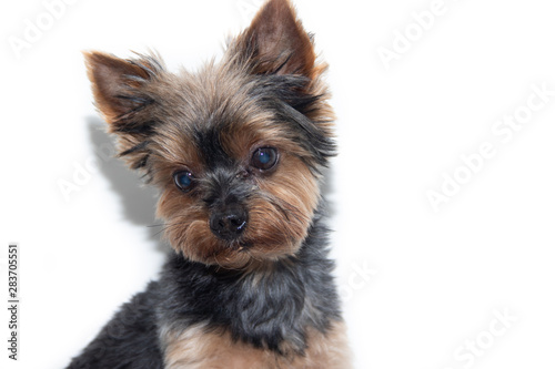 Yorkshire Terrier dog on a white background. Little dog isolated on a white background. Sheared dog. A pet.