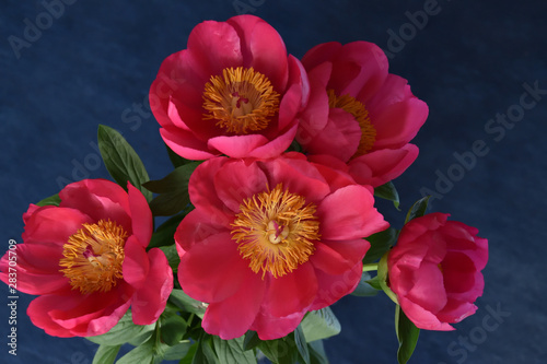 red peonies flowers on a blue background top view