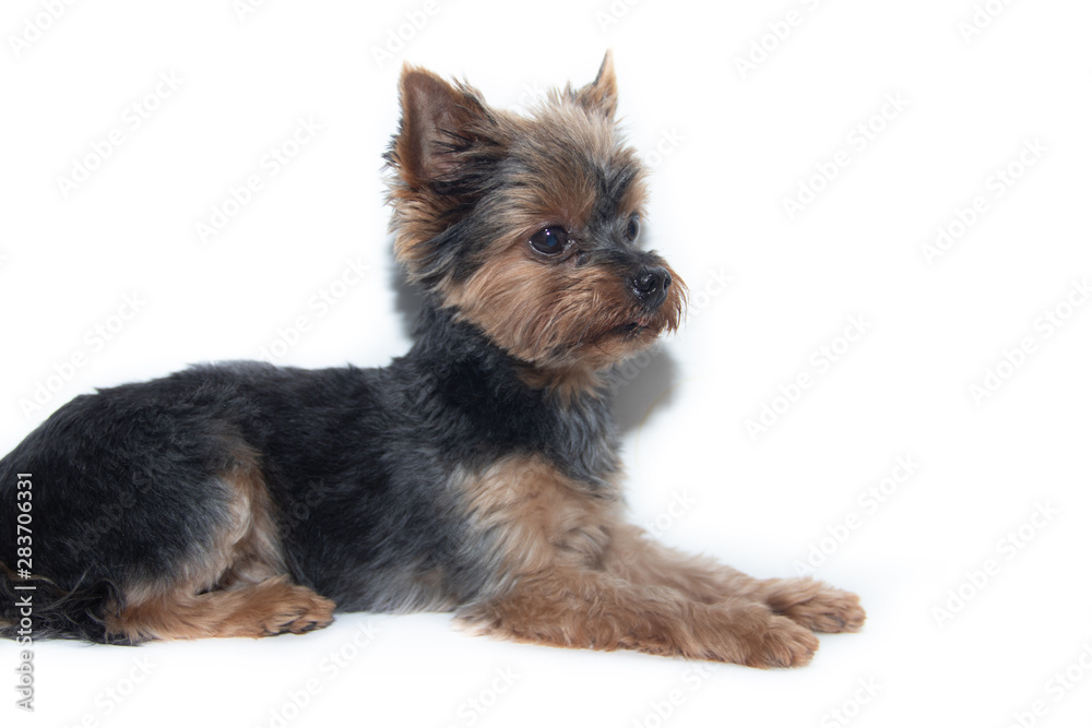 Yorkshire Terrier dog on a white background. Little dog isolated on a white background. Sheared dog. A pet. Yorkshire Terrier dog on a white background. Little dog isolated on a white background. Sheared dog. A pet.