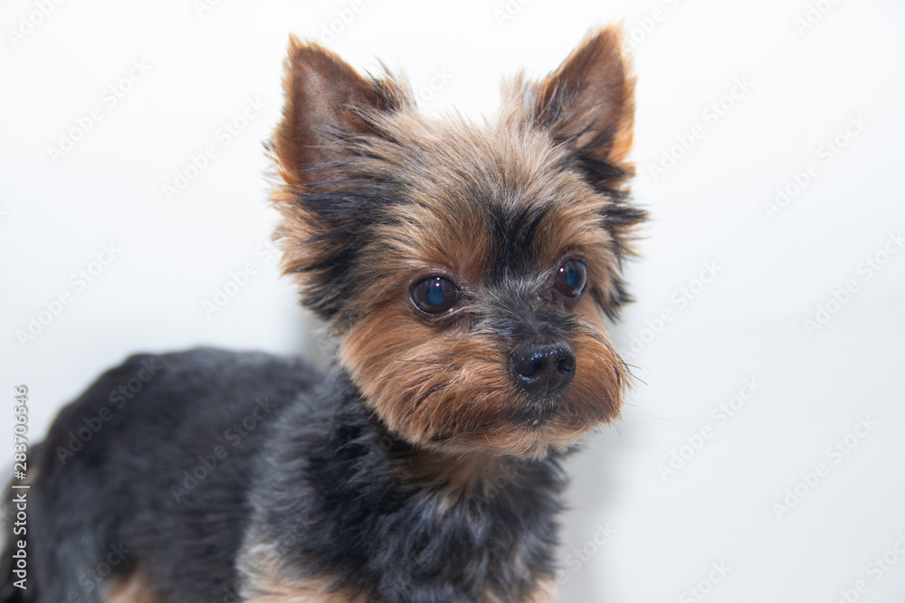 Yorkshire Terrier dog on a white background. Little dog isolated on a white background. Sheared dog. A pet. Yorkshire Terrier dog on a white background. Little dog isolated on a white background. Sheared dog. A pet.