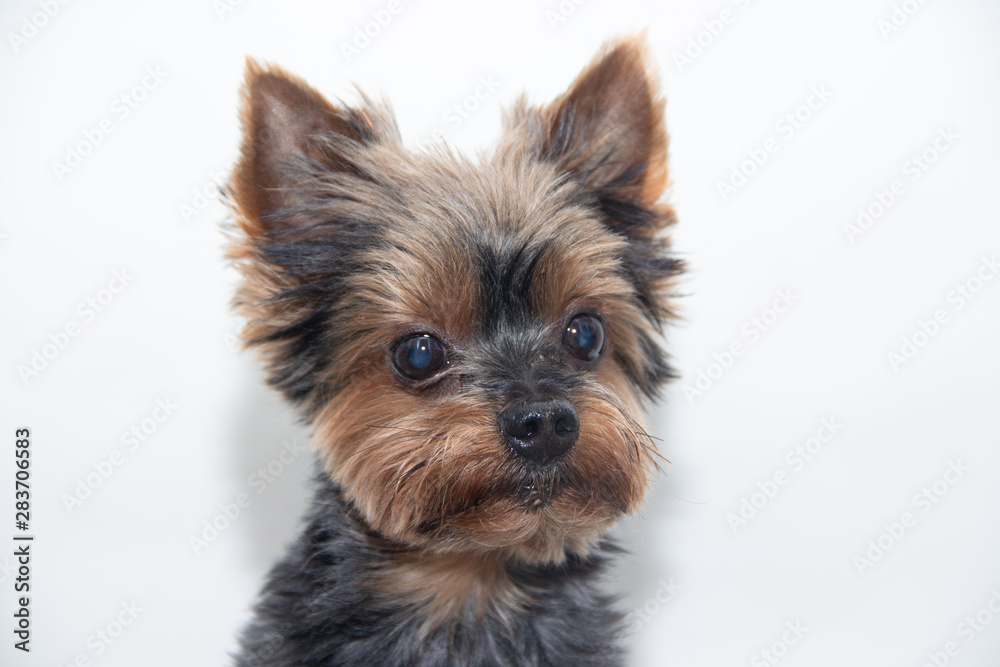 Yorkshire Terrier dog on a white background. Little dog isolated on a white background. Sheared dog. A pet. Yorkshire Terrier dog on a white background. Little dog isolated on a white background. Sheared dog. A pet.
