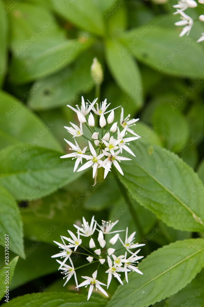White forest flower on a background of green leaves. White forest flower on a background of green leaves.