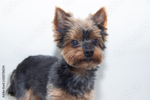 Yorkshire Terrier dog on a white background. Little dog isolated on a white background. Sheared dog. A pet.