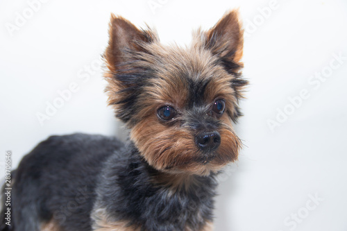 Yorkshire Terrier dog on a white background. Little dog isolated on a white background. Sheared dog. A pet.