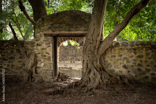 tree roots growing through a stone wall