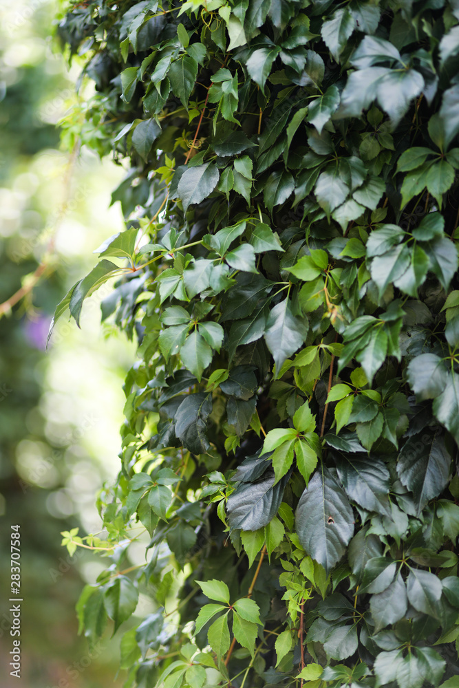 Obraz premium Wild grape leaf texture. Green natural background
