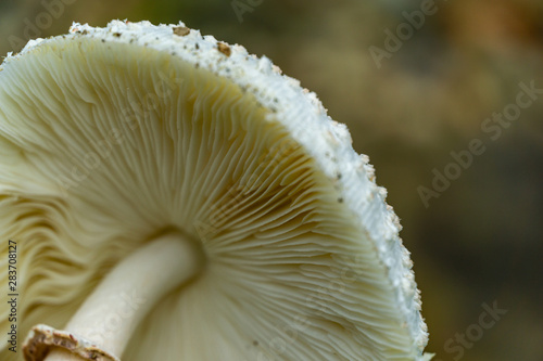 Close-up of beautiful wild forest mushroom Chlorophyllum molybdites - False Parasol with white cap and brown dots cut and inverted. Forest mushroom has high severity poison characteristics