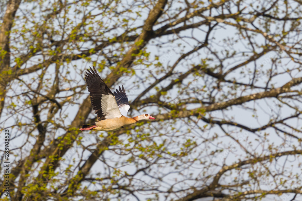 egyptian nile goose (alopochen aegyptiaca) in flight, branches egyptian nile goose (alopochen aegyptiaca) in flight, branches
