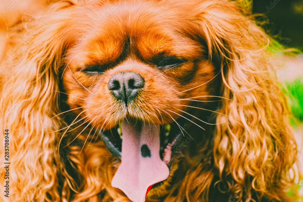 Cavalier King Charles Spaniel dog yawns with tiredness