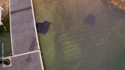 Aerial overhead view of two sting rays swimming under water. photo