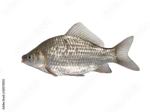 Obraz  z motywem  fish crucian carp  carassius