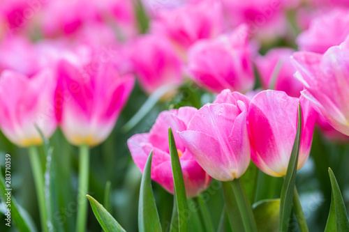 Tulip flower with green leaf background in tulip field at winter or spring day for postcard beauty decoration and agriculture concept design.