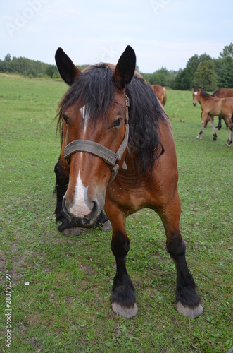 koń, zwierzak, źrebak, braun, farma, cheval, klacz, gras, pastwisko, charakter, pola, młoda, colt, koni, hayfield, ssak, kuc, zieleń, zwierzak, bobasy, jeździec, ogier, pastwisko, biała, obszarów w © Szymon