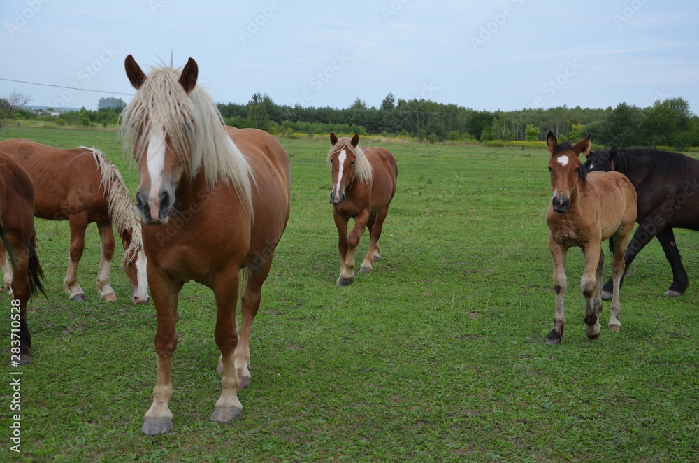 Fototapeta premium koń, zwierzak, źrebak, braun, farma, cheval, klacz, gras, pastwisko, charakter, pola, młoda, colt, koni, hayfield, ssak, kuc, zieleń, zwierzak, bobasy, jeździec, ogier, pastwisko, biała, obszarów w