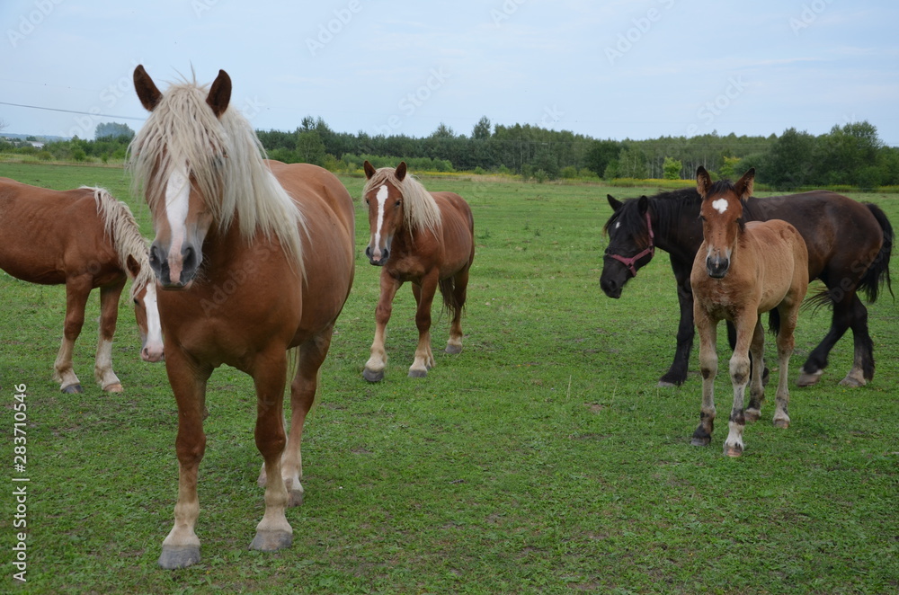 Obraz premium koń, zwierzak, źrebak, braun, farma, cheval, klacz, gras, pastwisko, charakter, pola, młoda, colt, koni, hayfield, ssak, kuc, zieleń, zwierzak, bobasy, jeździec, ogier, pastwisko, biała, obszarów w