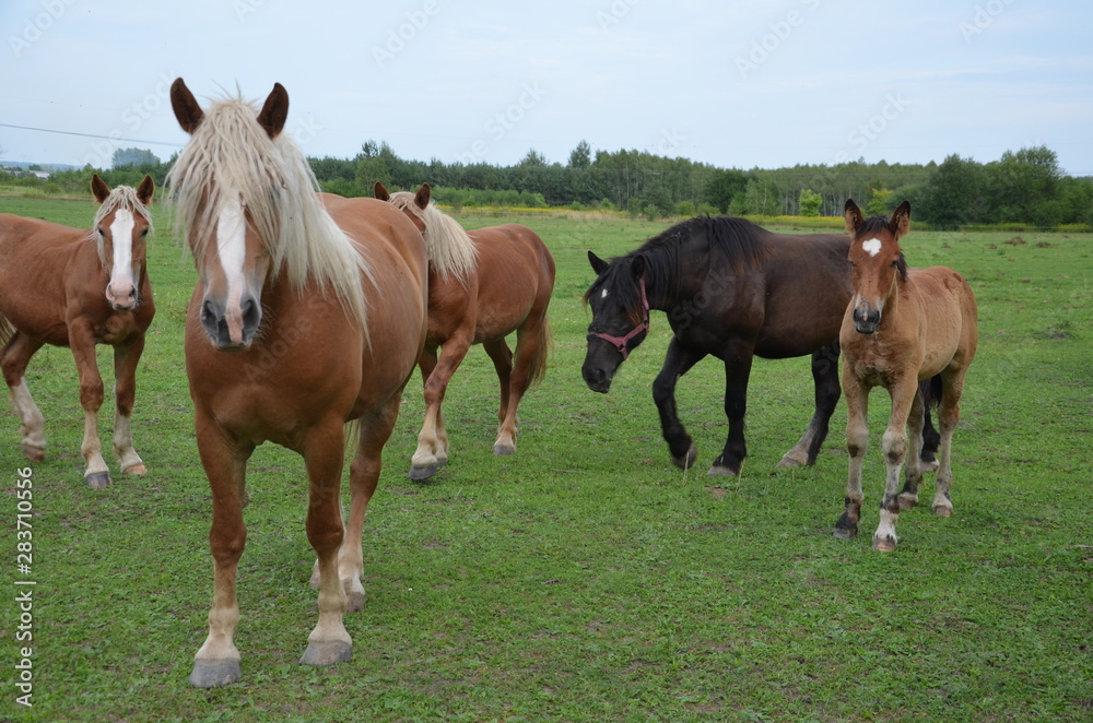 Fototapeta premium koń, zwierzak, źrebak, braun, farma, cheval, klacz, gras, pastwisko, charakter, pola, młoda, colt, koni, hayfield, ssak, kuc, zieleń, zwierzak, bobasy, jeździec, ogier, pastwisko, biała, obszarów w