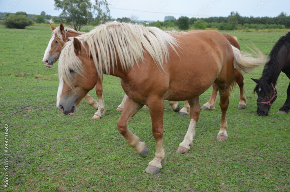 koń, zwierzak, źrebak, braun, farma, cheval, klacz, gras, pastwisko, charakter, pola, młoda, colt, koni, hayfield, ssak, kuc, zieleń, zwierzak, bobasy, jeździec, ogier, pastwisko, biała, obszarów w koń, zwierzak, źrebak, braun, farma, cheval, klacz, gras, pastwisko, charakter, pola, młoda, colt, koni, hayfield, ssak, kuc, zieleń, zwierzak, bobasy, jeździec, ogier, pastwisko, biała, obszarów w