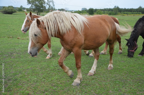 koń, zwierzak, źrebak, braun, farma, cheval, klacz, gras, pastwisko, charakter, pola, młoda, colt, koni, hayfield, ssak, kuc, zieleń, zwierzak, bobasy, jeździec, ogier, pastwisko, biała, obszarów w © Szymon