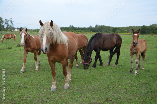 Fototapeta Naklejka Na Ścianę i Meble -  koń, zwierzak, źrebak, braun, farma, cheval, klacz, gras, pastwisko, charakter, pola, młoda, colt, koni, hayfield, ssak, kuc, zieleń, zwierzak, bobasy, jeździec, ogier, pastwisko, biała, obszarów w