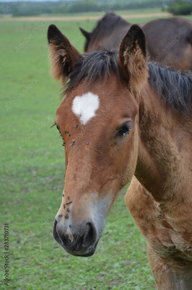 koń, zwierzak, źrebak, braun, farma, cheval, klacz, gras, pastwisko, charakter, pola, młoda, colt, koni, hayfield, ssak, kuc, zieleń, zwierzak, bobasy, jeździec, ogier, pastwisko, biała, obszarów w koń, zwierzak, źrebak, braun, farma, cheval, klacz, gras, pastwisko, charakter, pola, młoda, colt, koni, hayfield, ssak, kuc, zieleń, zwierzak, bobasy, jeździec, ogier, pastwisko, biała, obszarów w