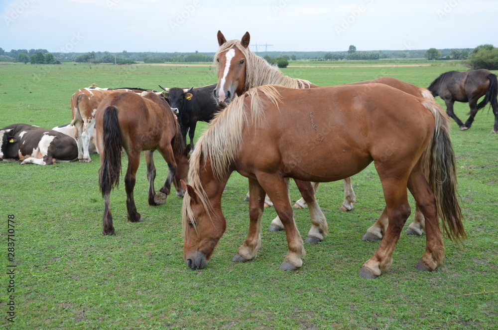 Obraz premium koń, zwierzak, źrebak, braun, farma, cheval, klacz, gras, pastwisko, charakter, pola, młoda, colt, koni, hayfield, ssak, kuc, zieleń, zwierzak, bobasy, jeździec, ogier, pastwisko, biała, obszarów w