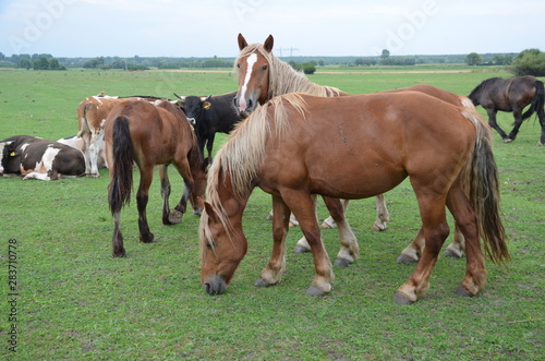 koń, zwierzak, źrebak, braun, farma, cheval, klacz, gras, pastwisko, charakter, pola, młoda, colt, koni, hayfield, ssak, kuc, zieleń, zwierzak, bobasy, jeździec, ogier, pastwisko, biała, obszarów w