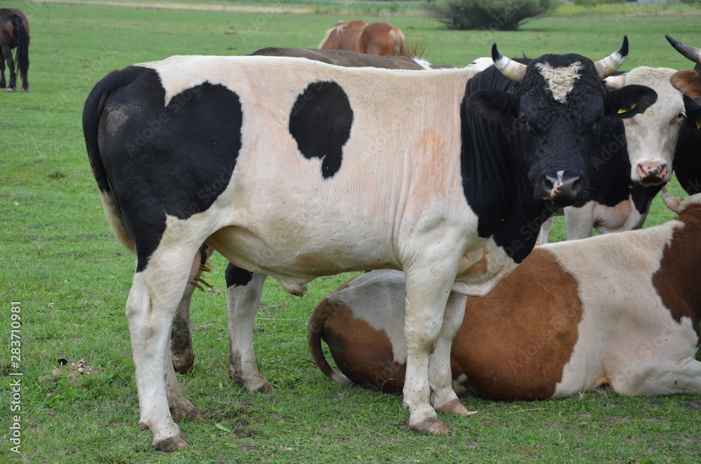 krowa, farma, zwierzak, bydło, gras, pola, rolnictwa, hayfield, biała, mleczko, krowa, pastwisko, czarna, zieleń, rolnictwa, pastwisko, braun, gospodarstwo mleczne, wołowina, zwierzak, charakter, zwie krowa, farma, zwierzak, bydło, gras, pola, rolnictwa, hayfield, biała, mleczko, krowa, pastwisko, czarna, zieleń, rolnictwa, pastwisko, braun, gospodarstwo mleczne, wołowina, zwierzak, charakter, zwie