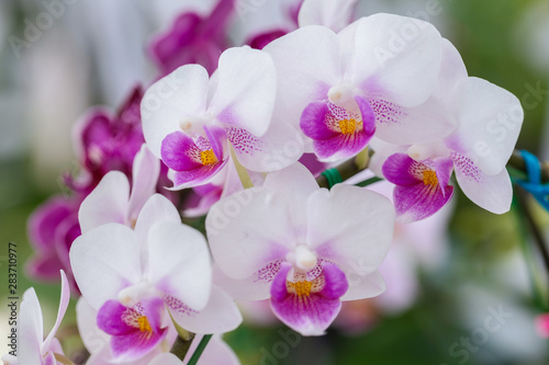 Orchid flower in orchid garden at winter or spring day for postcard beauty and agriculture design. Phalaenopsis Orchidaceae.